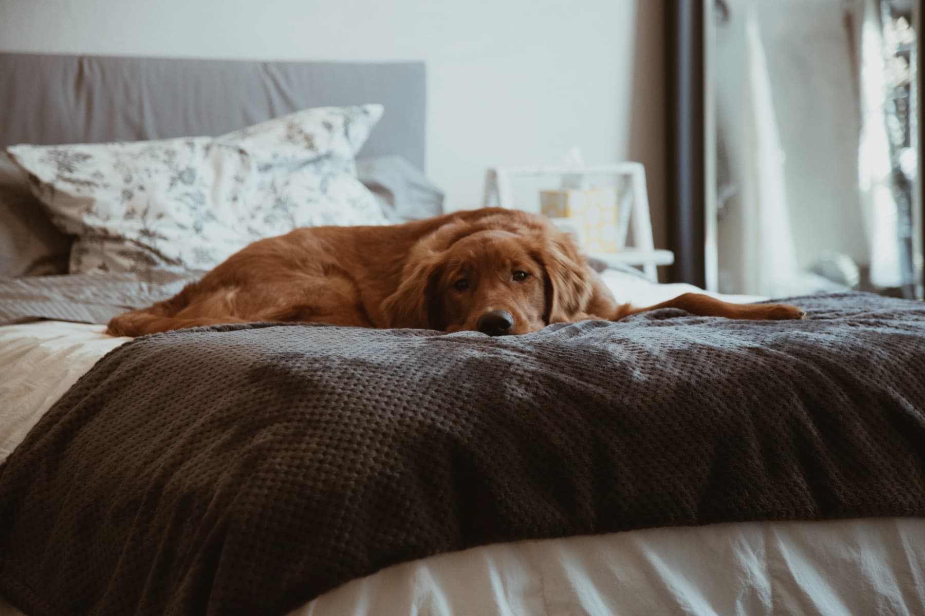 En hund som blir tatt vare på av en dyrepasser