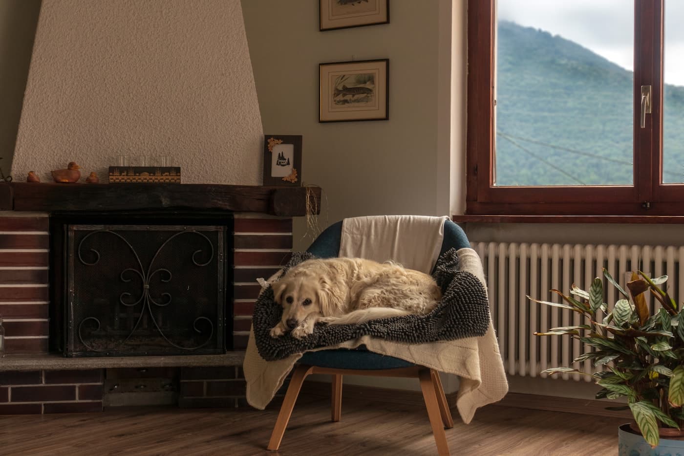 En hund som hviler i en stue